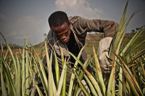 Ananasarbeider ved den Fairtrade-sertifiserte ananasplantasjen Gold Coast Fruits i Ghana 2011. Foto: Andreas Feen Sørensen